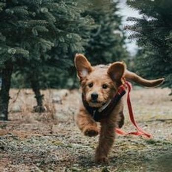 Weekendje weg met de hond
