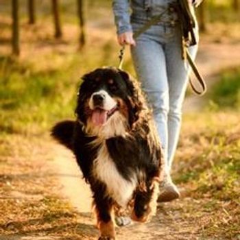 Weekje weg met hond