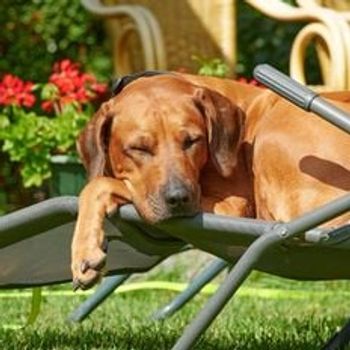 Vakantiehuis met omheinde tuin