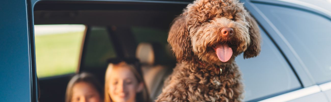 Hond kijkt uit het raam van de auto