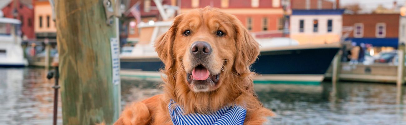 Hond bij het water 
